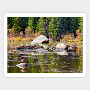 Red Rock Lake Fall Study 1 Sticker